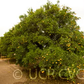 C-32 Citrange Trifoliate Hybrid Budwood citrus plant material online shopping