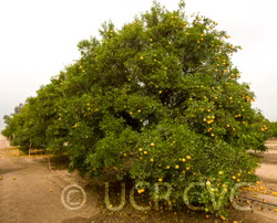C-32 Citrange Trifoliate Hybrid Budwood citrus plant material online shopping