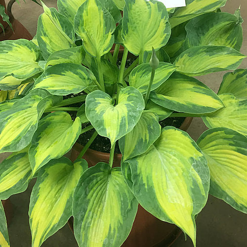 Sister Act Hosta Plants online shopping