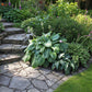 Blue Perfection Hosta Plants online shopping