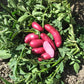 Amarosa Fingerling Seed Potato online shopping