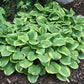 Ice Cream Hosta Plants online shopping