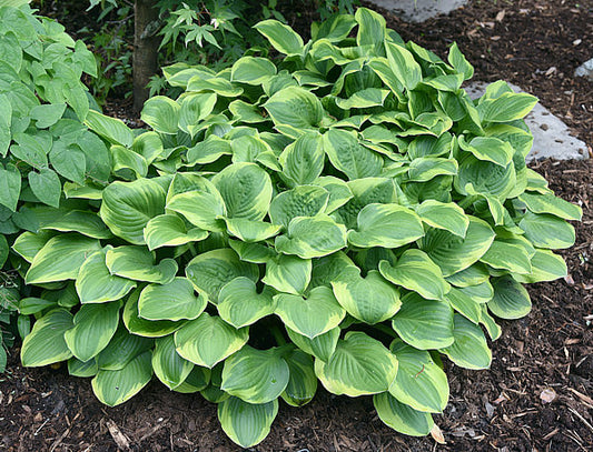 Ice Cream Hosta Plants online shopping
