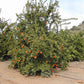 Novelty x Ellendale Mandarin Hybrid Budwood citrus plant material online shopping