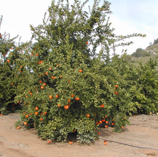 Novelty x Ellendale Mandarin Hybrid Budwood citrus plant material online shopping