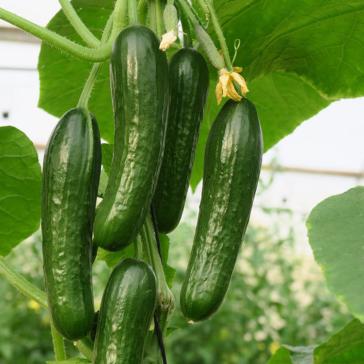 Manny F1 Organic Cucumber