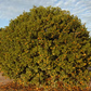 Changshou Kumquat Budwood citrus plant material online shopping