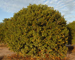 Changshou Kumquat Budwood citrus plant material online shopping