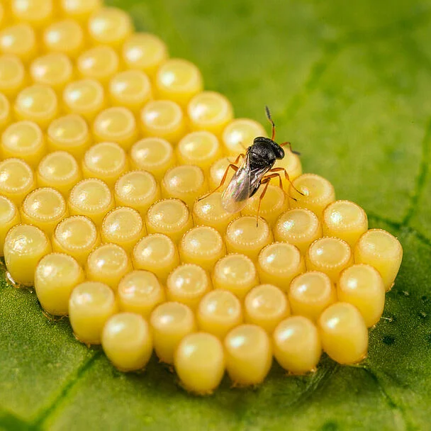 Nezapar Parasitic Wasp