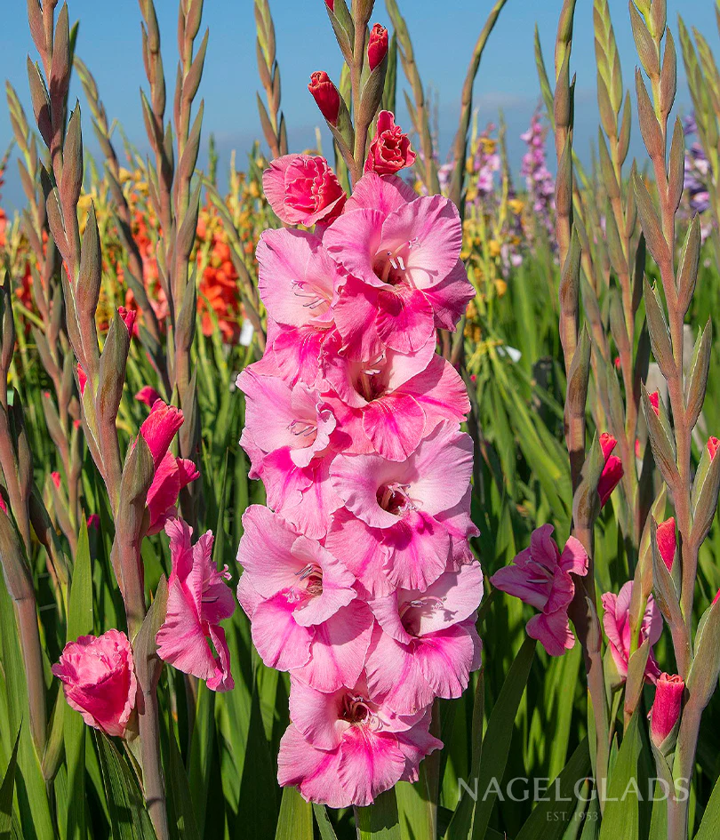 Pink Event Gladiolus Corms