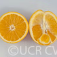 Parent Washington Navel Orange Budwood citrus plant material online shopping