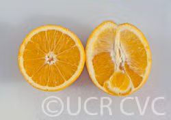 Parent Washington Navel Orange Budwood citrus plant material online shopping