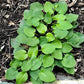 Limey Lisa Hosta Plants online shopping