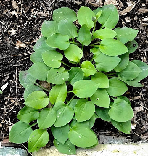 Limey Lisa Hosta Plants online shopping