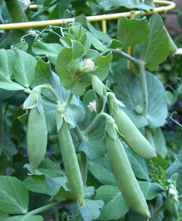 Little Snappea Crunch