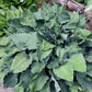 Winter Frost Hosta Hosta Plants online shopping