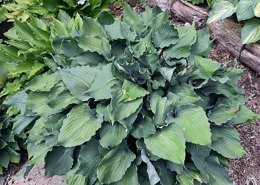 Winter Frost Hosta Hosta Plants online shopping