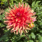 Good Day Dahlia