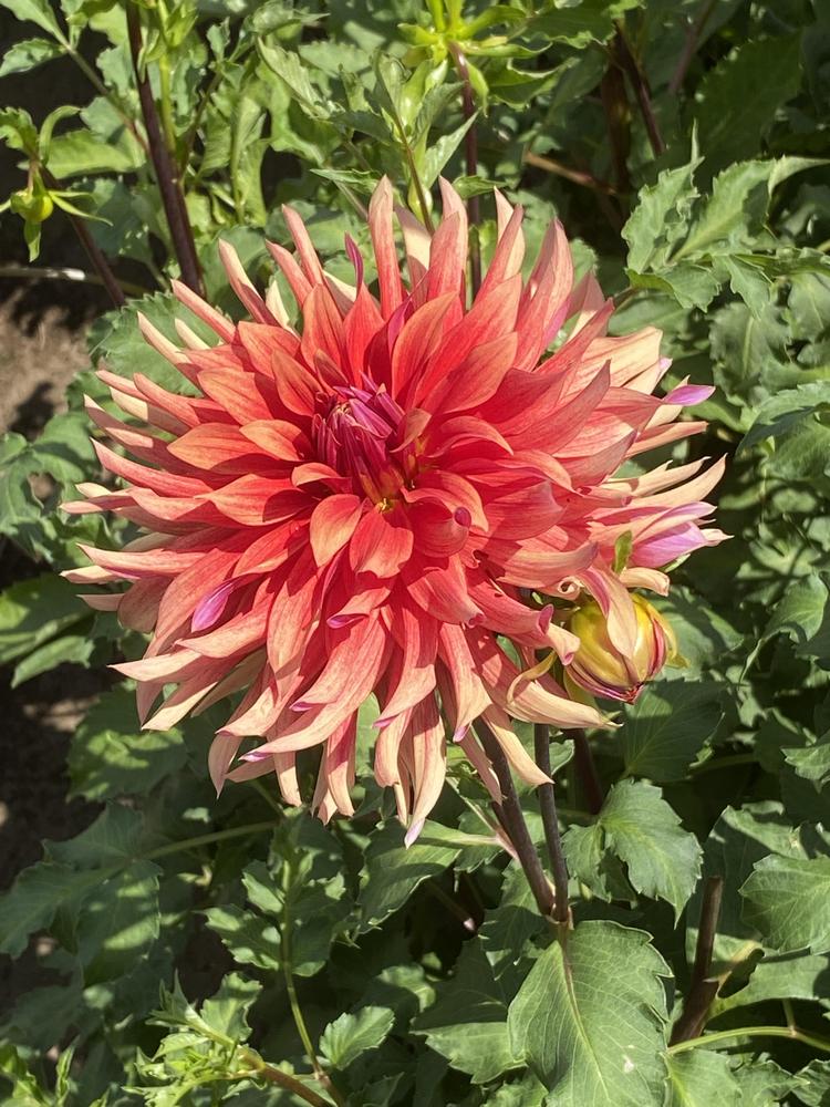 Good Day Dahlia