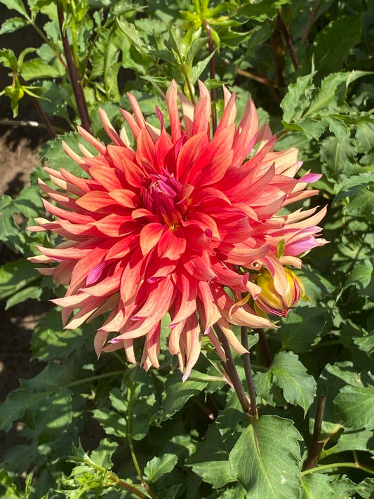 Good Day Dahlia
