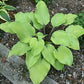 Sunny Day Hosta Plants online shopping
