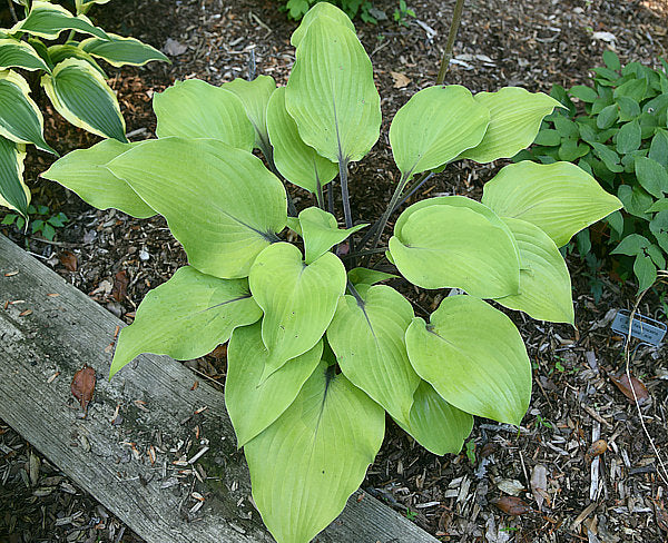 Sunny Day Hosta Plants online shopping