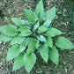 Buttonwood Bay Hosta Plants online shopping