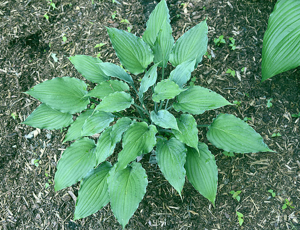 Buttonwood Bay Hosta Plants online shopping