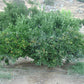 Murcott Mandarin Budwood citrus plant material online shopping