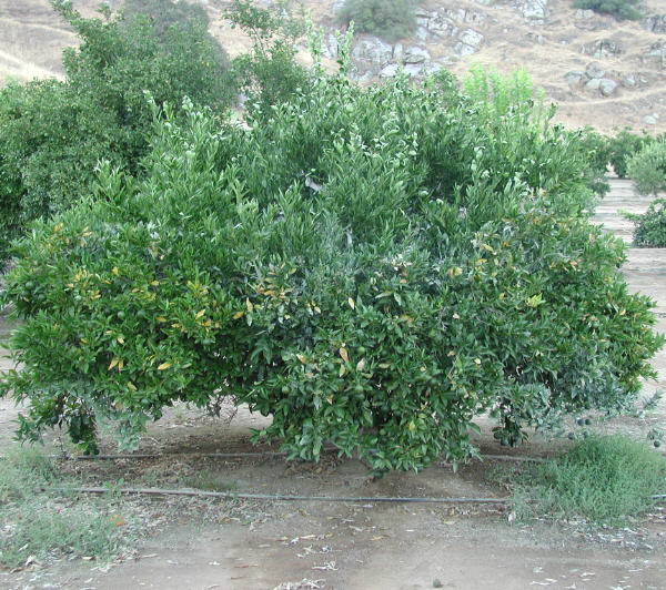 Murcott Mandarin Budwood citrus plant material online shopping