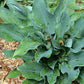 Salute Hosta Plants online shopping