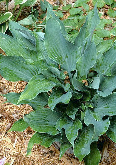 Salute Hosta Plants online shopping