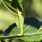 C. Moi Seed citrus plant material online shopping