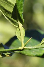 C. Moi Seed citrus plant material online shopping