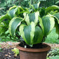 Monkey Business Hosta Plants online shopping