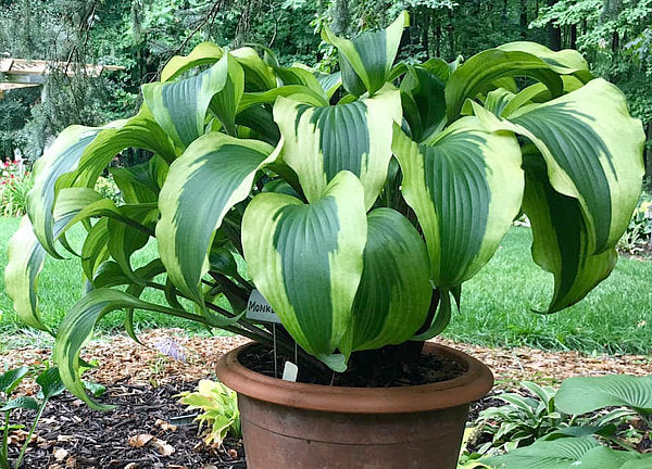 Monkey Business Hosta Plants online shopping