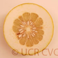 Kao Pan Pummelo Budwood citrus plant material online shopping