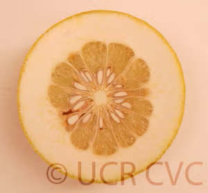 Kao Pan Pummelo Budwood citrus plant material online shopping