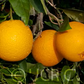 Leng Navel Orange Budwood citrus plant material online shopping