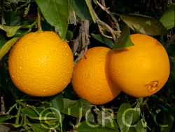 Leng Navel Orange Budwood citrus plant material online shopping