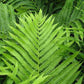 Matteuccia Struthiopteris Ostrich Feather Fern