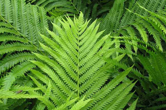 Matteuccia Struthiopteris Ostrich Feather Fern
