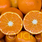 Murcott Mandarin Budwood citrus plant material online shopping