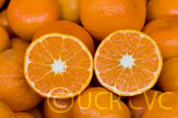 Murcott Mandarin Budwood citrus plant material online shopping