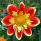 Pooh Dahlia