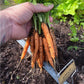 Mokum F1 Carrot Seeds online shopping
