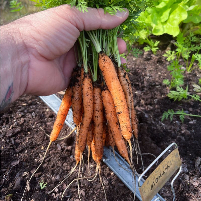 Mokum F1 Carrot Seeds online shopping