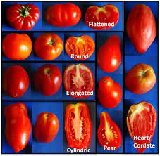 Grodan Elite Slab Tomato Cultivation Rock Wool Hydroponics Substrate