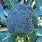 Belstar F1 Organic Broccoli