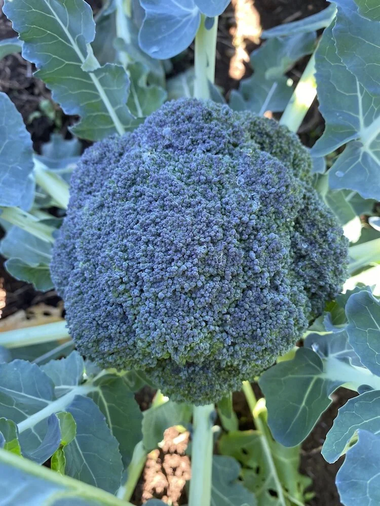 Belstar F1 Organic Broccoli